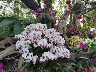 蘭花