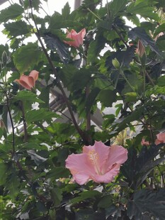 木槿花