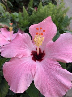 木槿花
