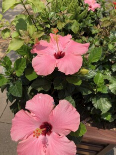 木槿花