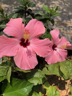 木槿花