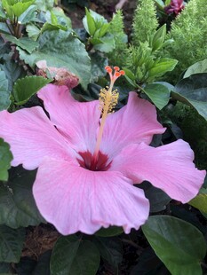 木槿花