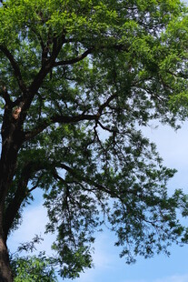 繁茂大树与蓝天相映