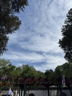 蓝天白云下的绿树景致