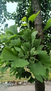 銀杏