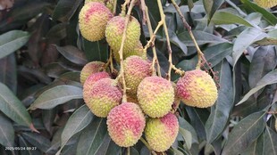 夏季荔枝妃子笑