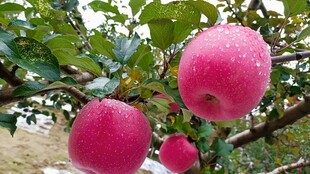 枝頭紅蘋果