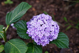 繡球花