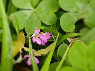 花兒
