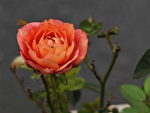 花兒