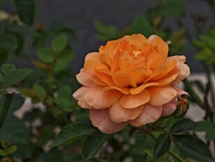 花兒