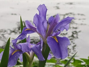 花兒