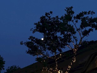 夜