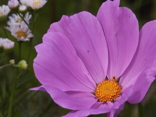 花兒