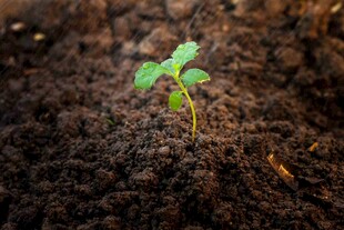 破土而出的嫩绿幼苗
