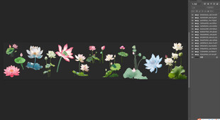 荷花png素材