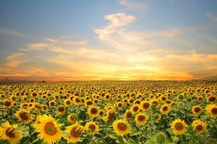夕阳下的向日葵花海