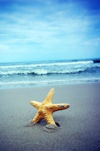 沙滩上的海星