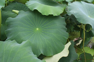 荷葉 