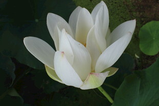 白荷花