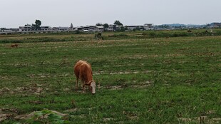 田野中低頭吃草的黃牛