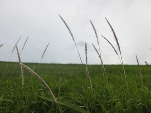 草地