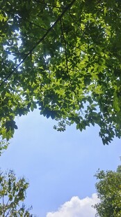 绿荫