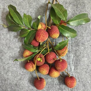 荔枝