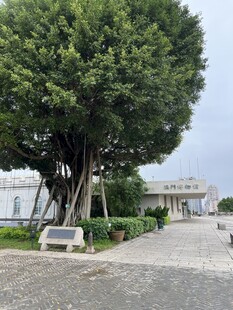 古樹