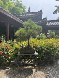 精致盆景