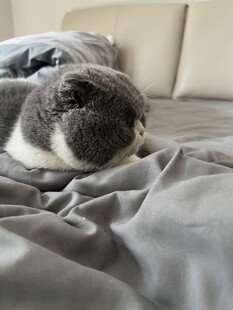 萌寵