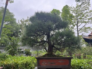 精致盆景