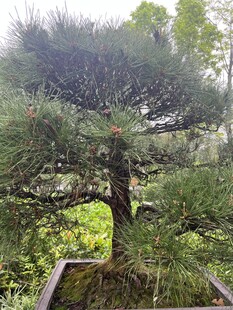 精致盆景松樹