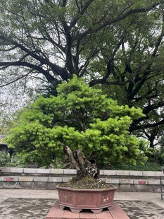 精致盆景