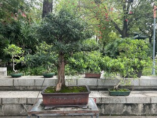 綠植