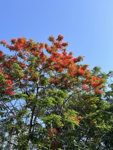 絢爛紅花樹