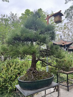精致盆景