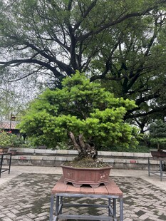 精致盆景