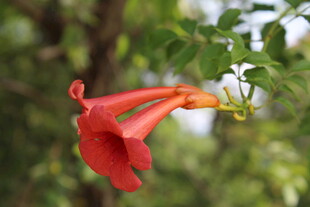 凌霄花 