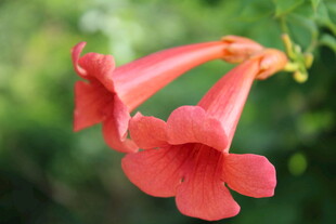 凌霄花 