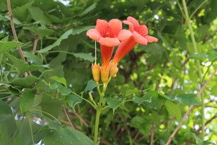 凌霄花  