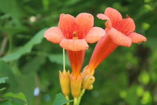 凌霄花  