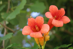  凌霄花