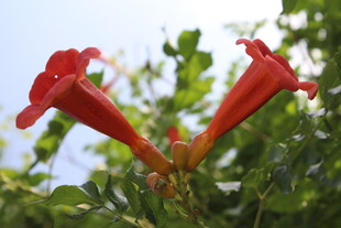 凌霄花  