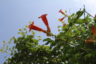 凌霄花  
