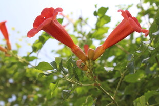 凌霄花  