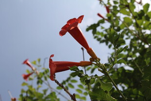 凌霄花  