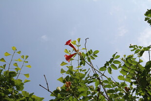凌霄花 
