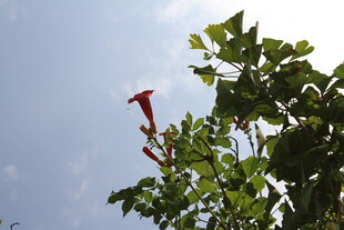 凌霄花 