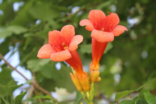 凌霄花 